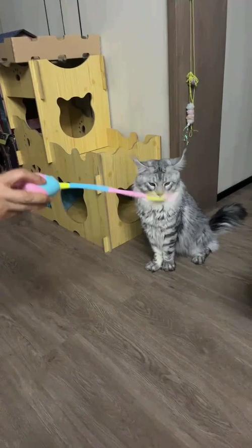 猫咪为何迷恋逗猫棒？揭秘猫与玩具的互动秘密