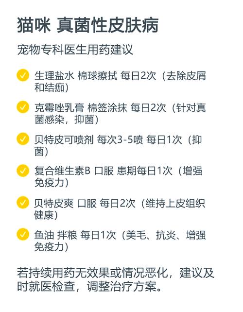 猫咪消炎用药指南，选对药物让爱宠恢复活力