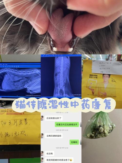 猫咪腹积水，了解病因与治疗