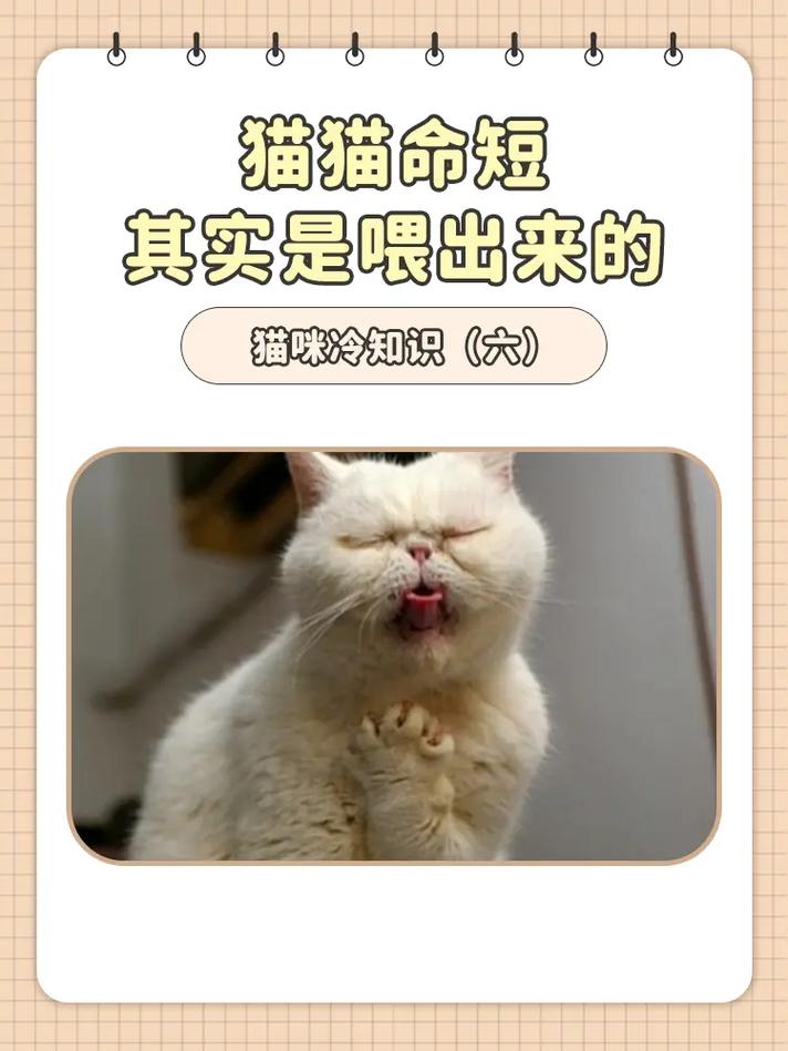 猫咪为何总是躲避？揭秘宠物的小心思