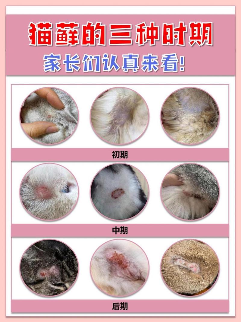 猫咪患猫藓，你该知道的药物治疗指南