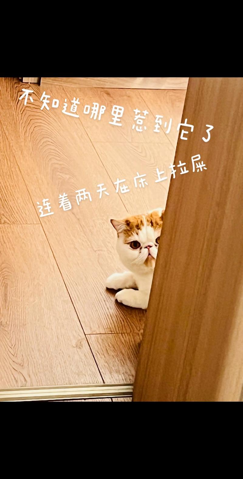 猫咪床上拉屎？5个有效方法帮你解决