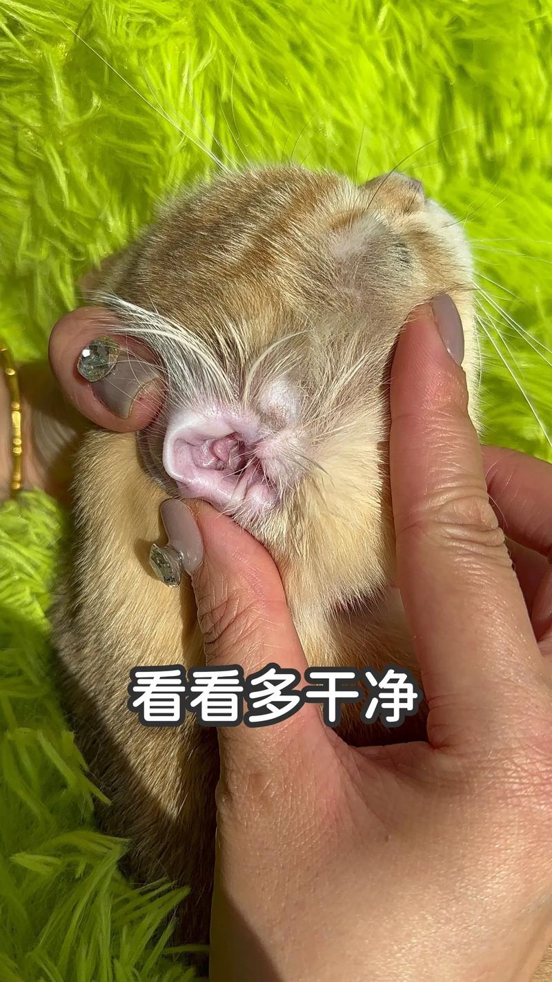 猫咪耳螨会死吗