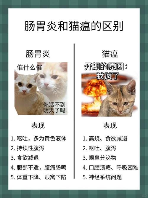 猫咪猫瘟的恢复时间与预防方法