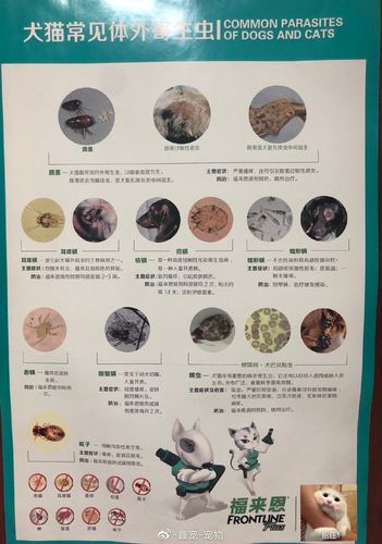 揭秘猫咪常见寄生虫，如何守护你的毛孩子免受困扰