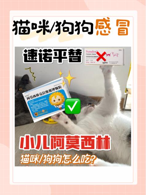 猫咪能否安全服用阿莫西林？你需要知道的真相