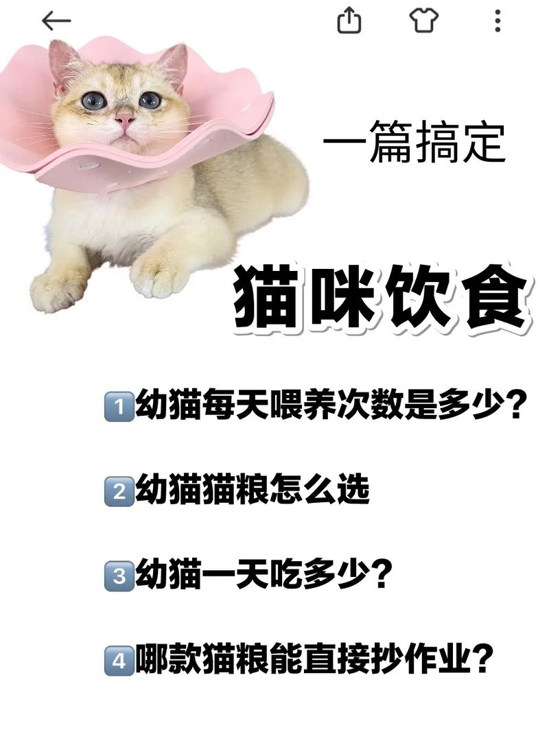 猫咪也能享受美味佳肴——给猫咪喂食的科学方法