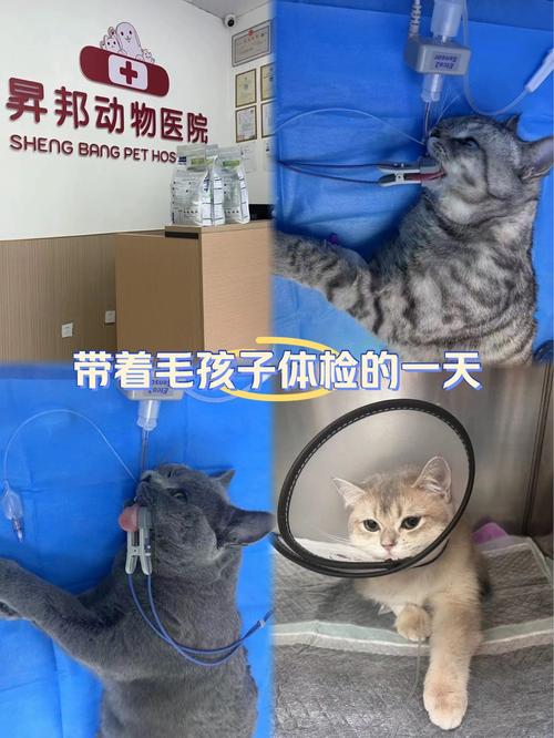 猫咪专属避孕药，为你的毛孩子保驾护航