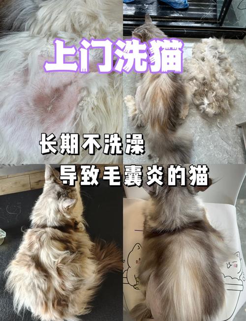 揭秘猫咪毛囊炎的成因与防治