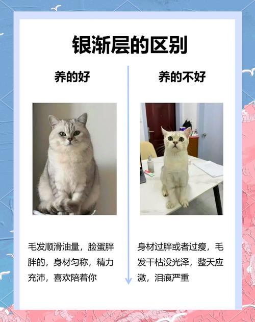 猫咪毛发不好的饮食指南