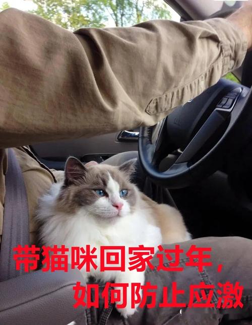 妙招！如何安全合法地带猫咪回家过年