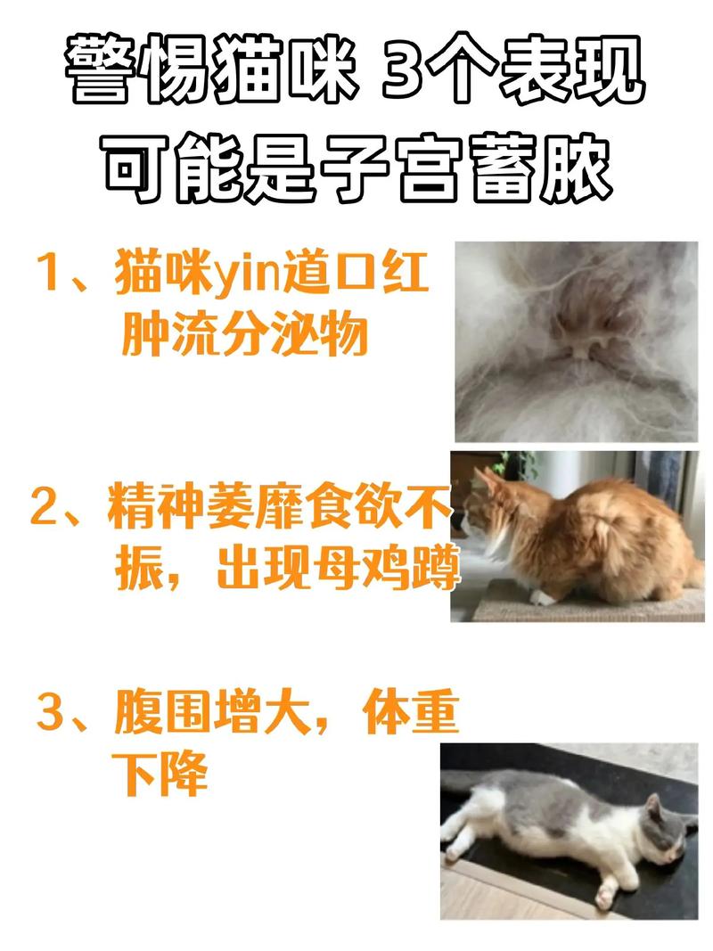 猫咪快生产的症状表现