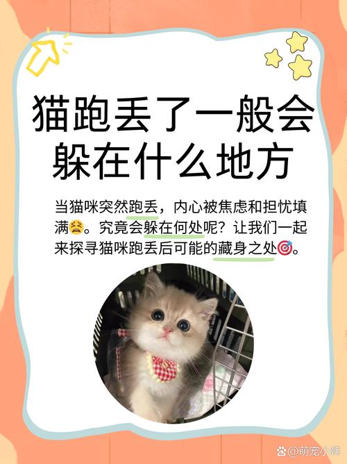 揭秘白毛猫咪之谜，探寻神秘品种