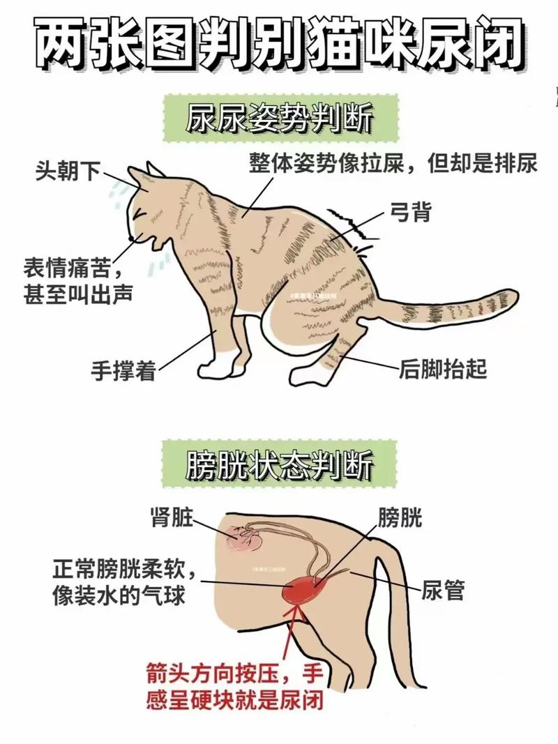 猫咪为何突然无法排尿？及时就医是关键