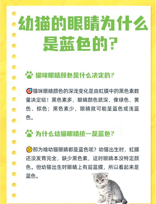 破解幼猫不吃东西的谜团，探析病因与应对策略