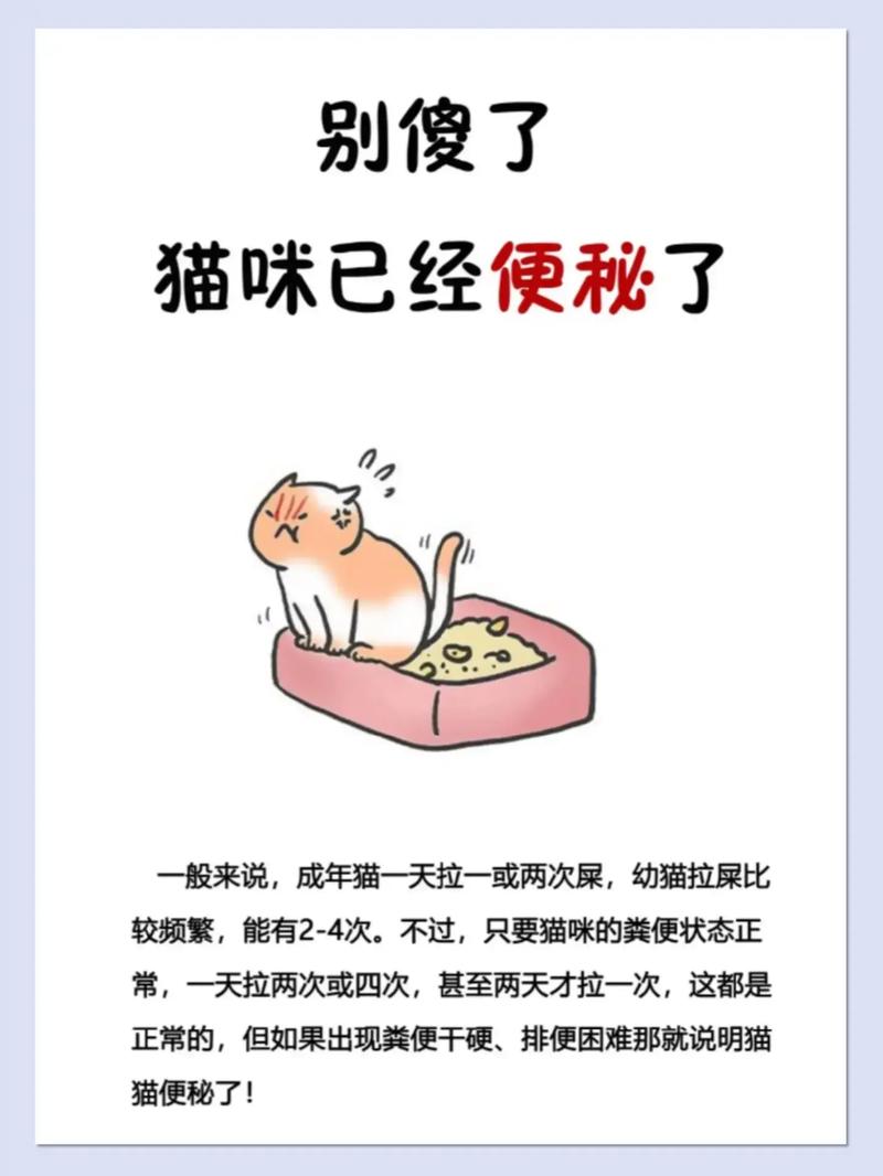 猫咪便秘的日常，了解与应对之道