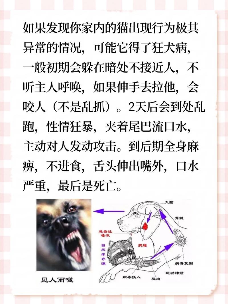 揭秘猫咪狂犬病，症状解析与预防