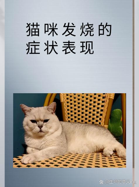 猫咪发烧的费用，了解治疗与护理的初步预算