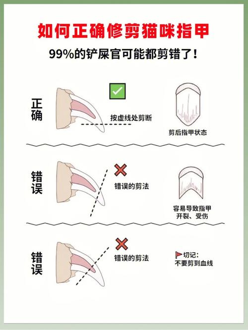 轻松应对猫咪指甲发炎，家庭护理指南