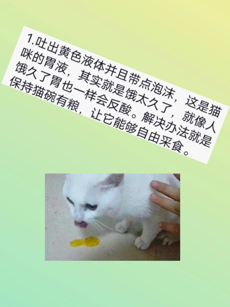 猫咪突然出现吃就吐症状，主人如何应对？