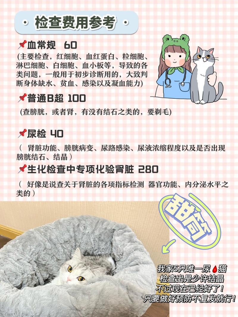 揭秘猫咪泌尿系统常见问题，预防与治疗指南