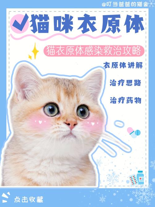 猫咪衣原体支原体检查的必要性