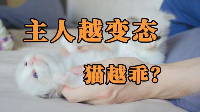 如何培养你的小猫咪成为黏人猫