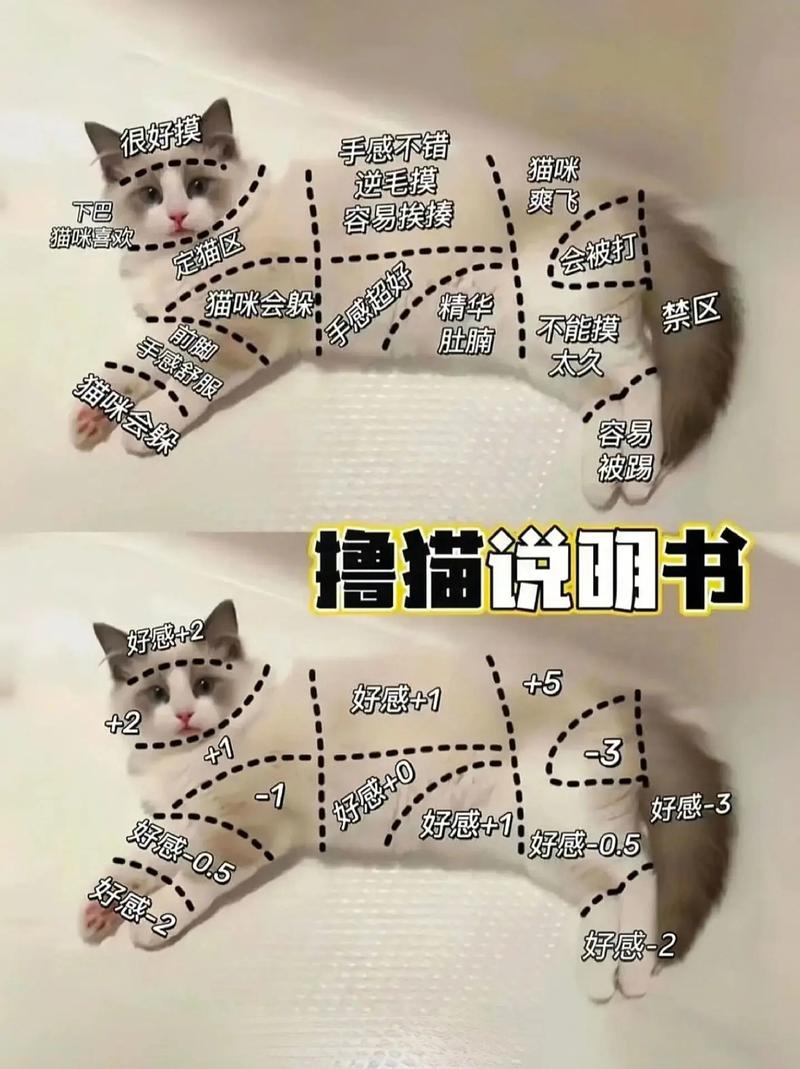 了解猫咪日常健康的关键