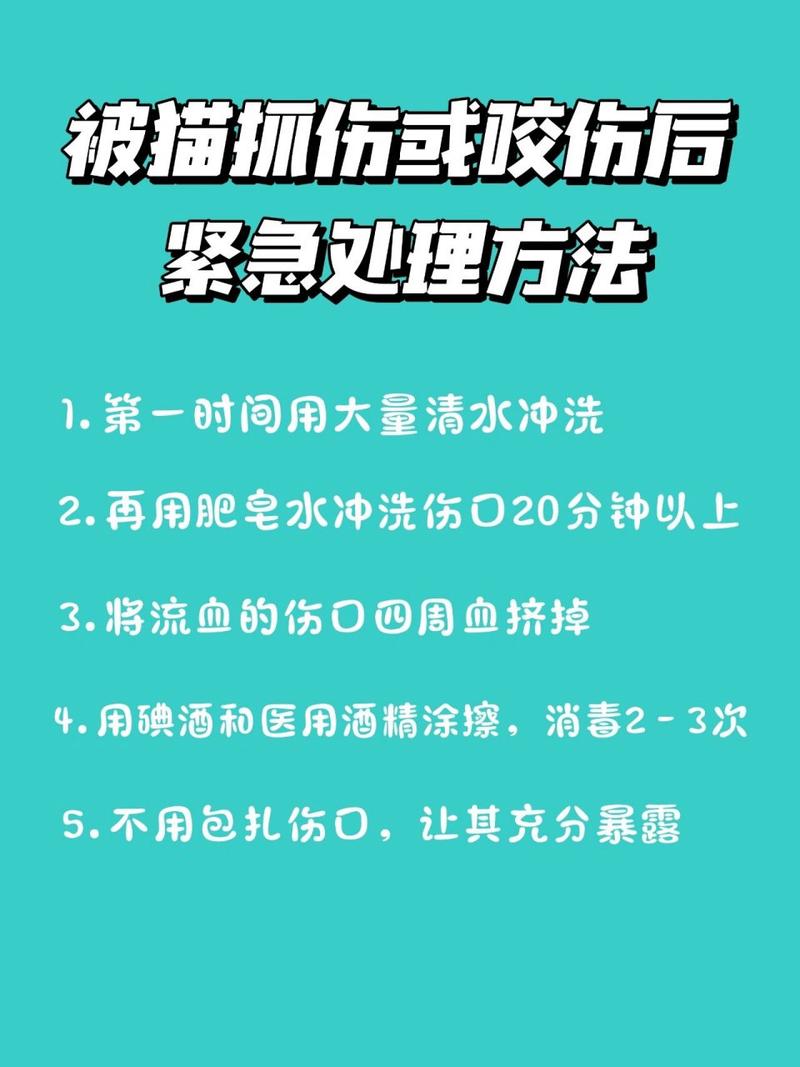 猫咪咬伤流血后的紧急处理与日常护理