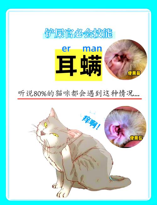 猫咪耳螨，全面解析与科学治疗