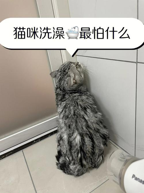 孕育新生命时，猫咪的沐浴之道