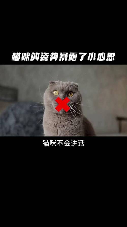 猫咪的小心思，为什么它总是躲着你？