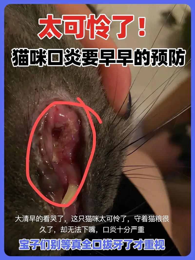 揭秘猫咪口腔炎的治疗之道