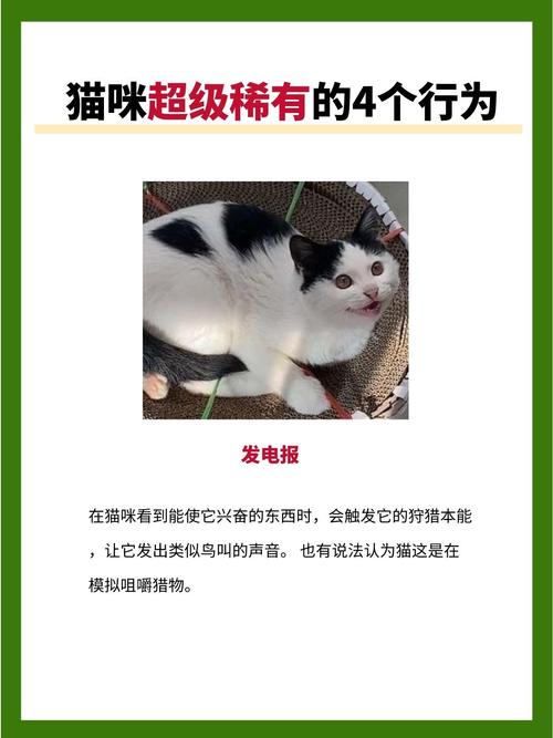 猫咪突然四肢抽搐无力？了解这些症状背后的秘密