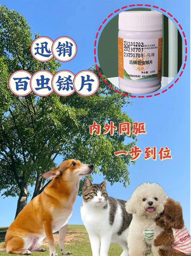 猫咪吃打虫药的正确方法，让宠物健康无忧