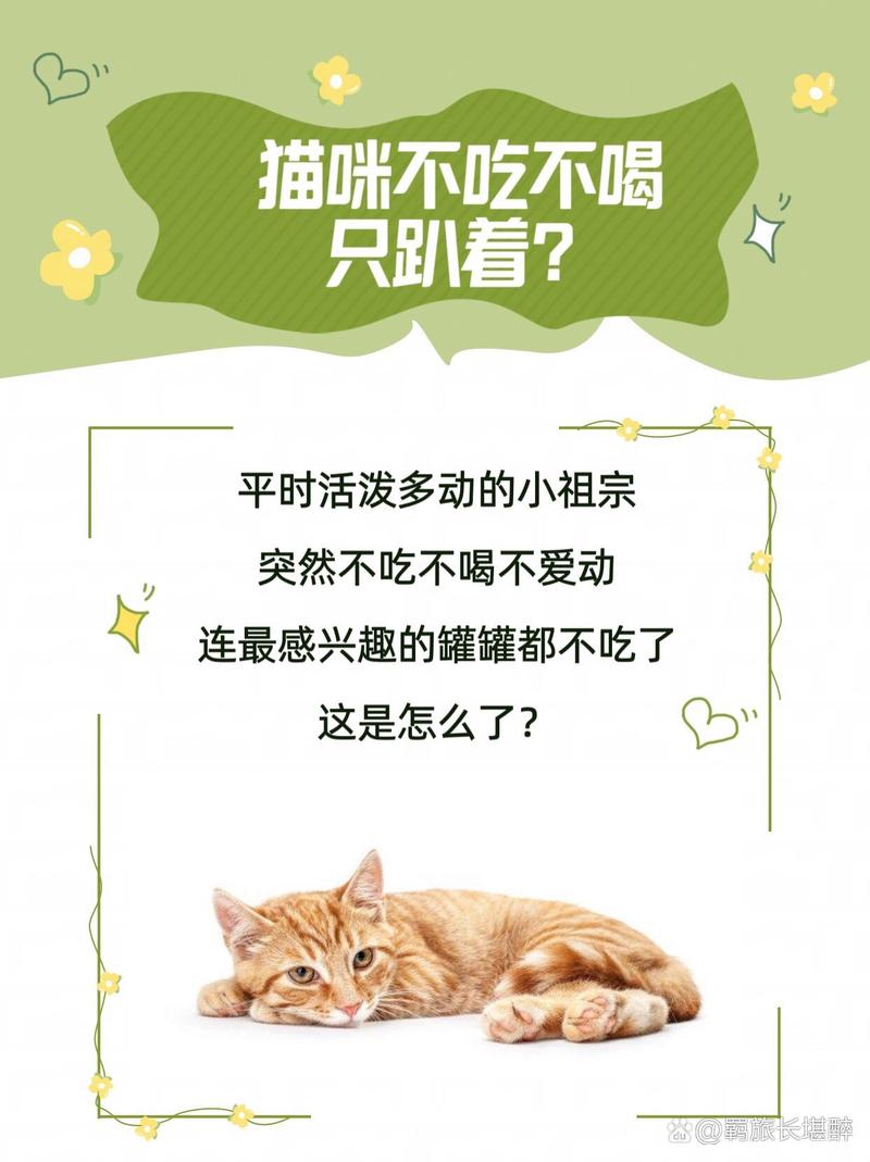 猫咪的一天，如何应对不吃不喝的状况