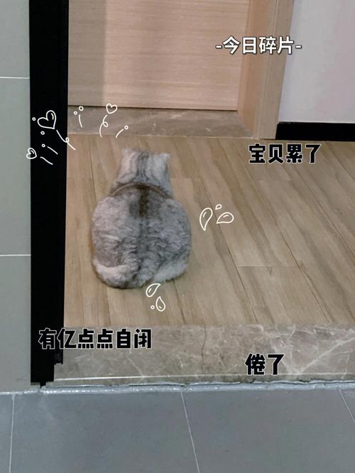 猫咪一天拉好几次？揭秘猫厕所习惯背后的原因