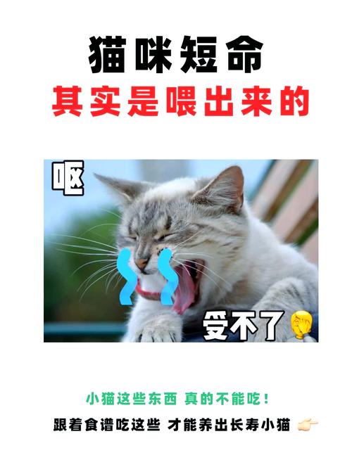 探索猫咪的饮食之道，两个月喂养经验分享