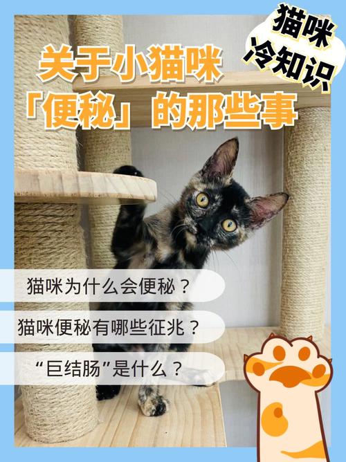 猫咪三个月便秘，原因与应对策略