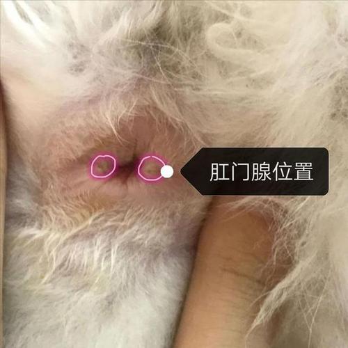 揭秘猫咪打消炎针价格的秘密