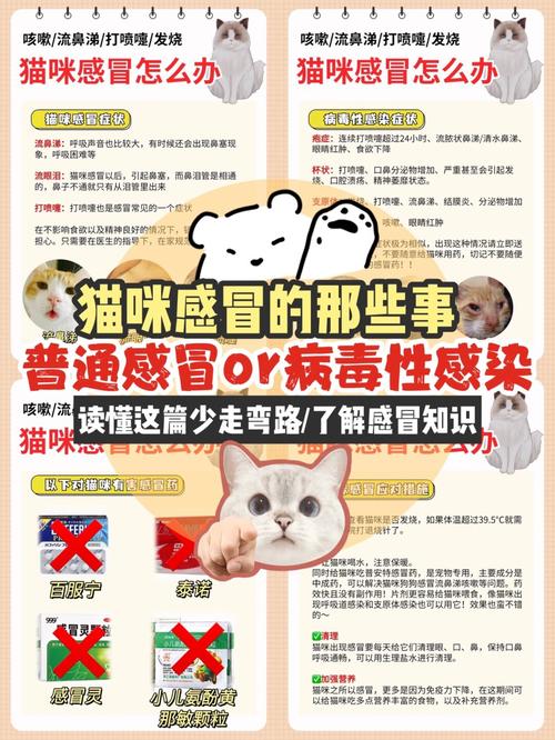 猫咪感冒，症状识别与护理指南