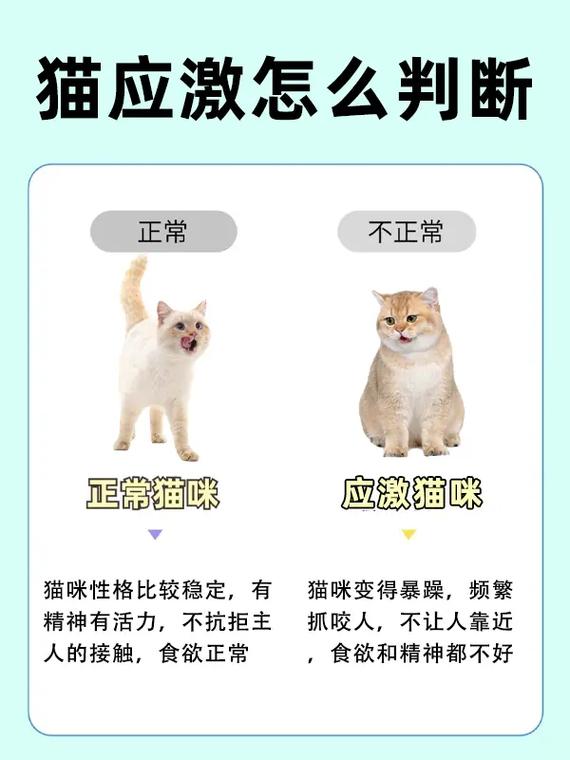 猫咪的爱咬——解读三个月小猫为何爱咬人