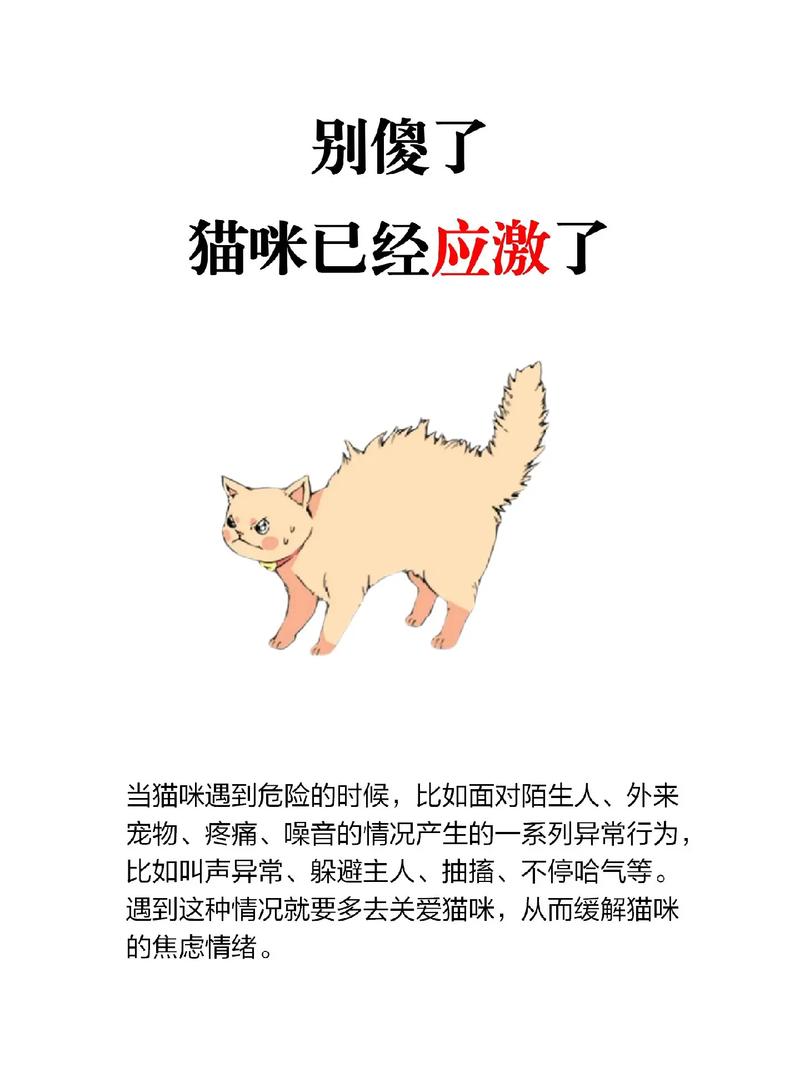 猫咪为什么总是叫唤？