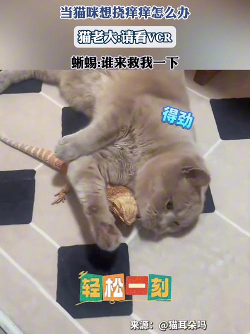 猫咪的痒点，揭秘为何爱猫总在挠自己