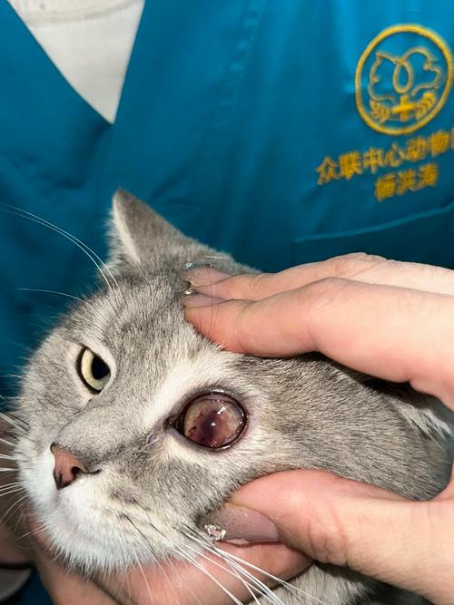 猫咪 眼疾