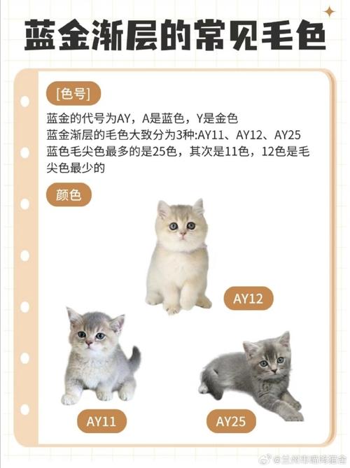 猫之优雅——细数猫咪的迷人腰围