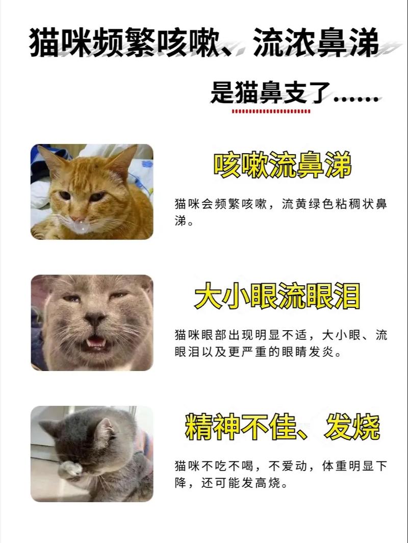 猫咪频繁咳嗽？可能是这些原因惹的祸