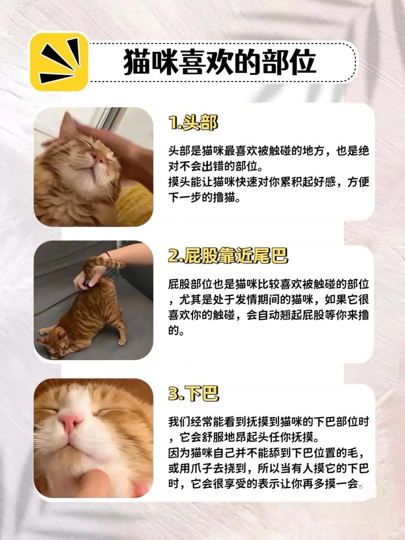 猫咪好伙伴，养猫心得与小贴士