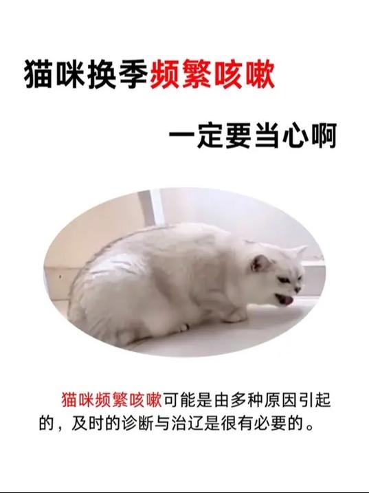 猫咪着凉了