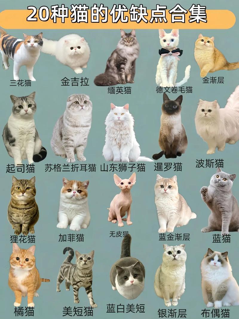 探索世界，猫咪品种选择指南